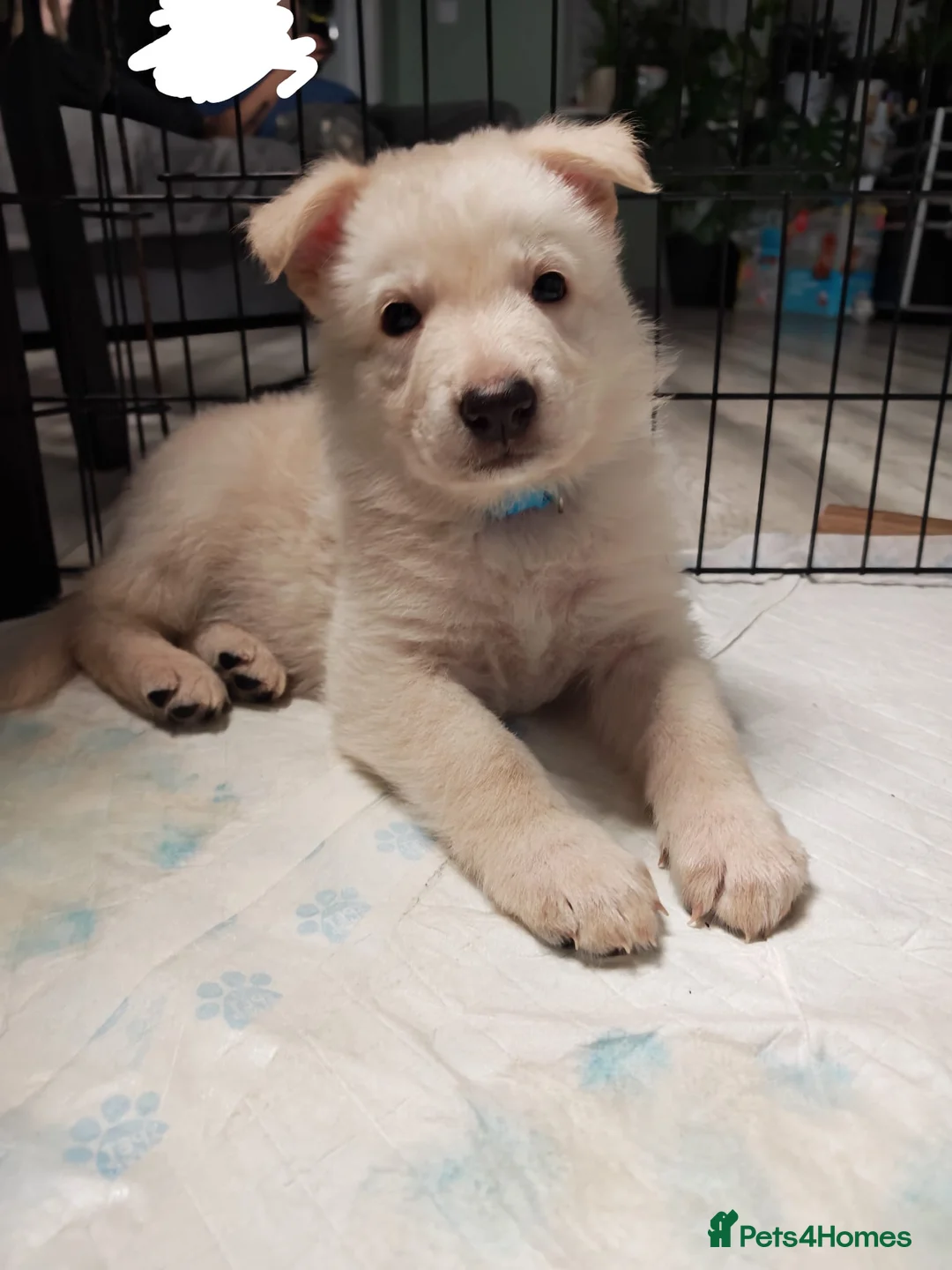 German Shepherd dogs for sale: German shepherd puppies - Advert 10