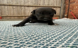 Mixed Breed dogs for sale: Staffordshire bull terrier cross whippets - Image 4
