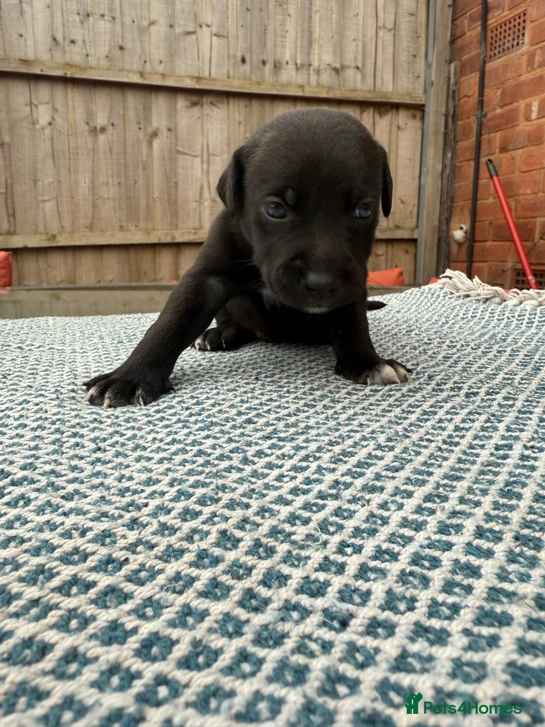 Mixed Breed dogs for sale: Staffordshire bull terrier cross whippets - Image 4