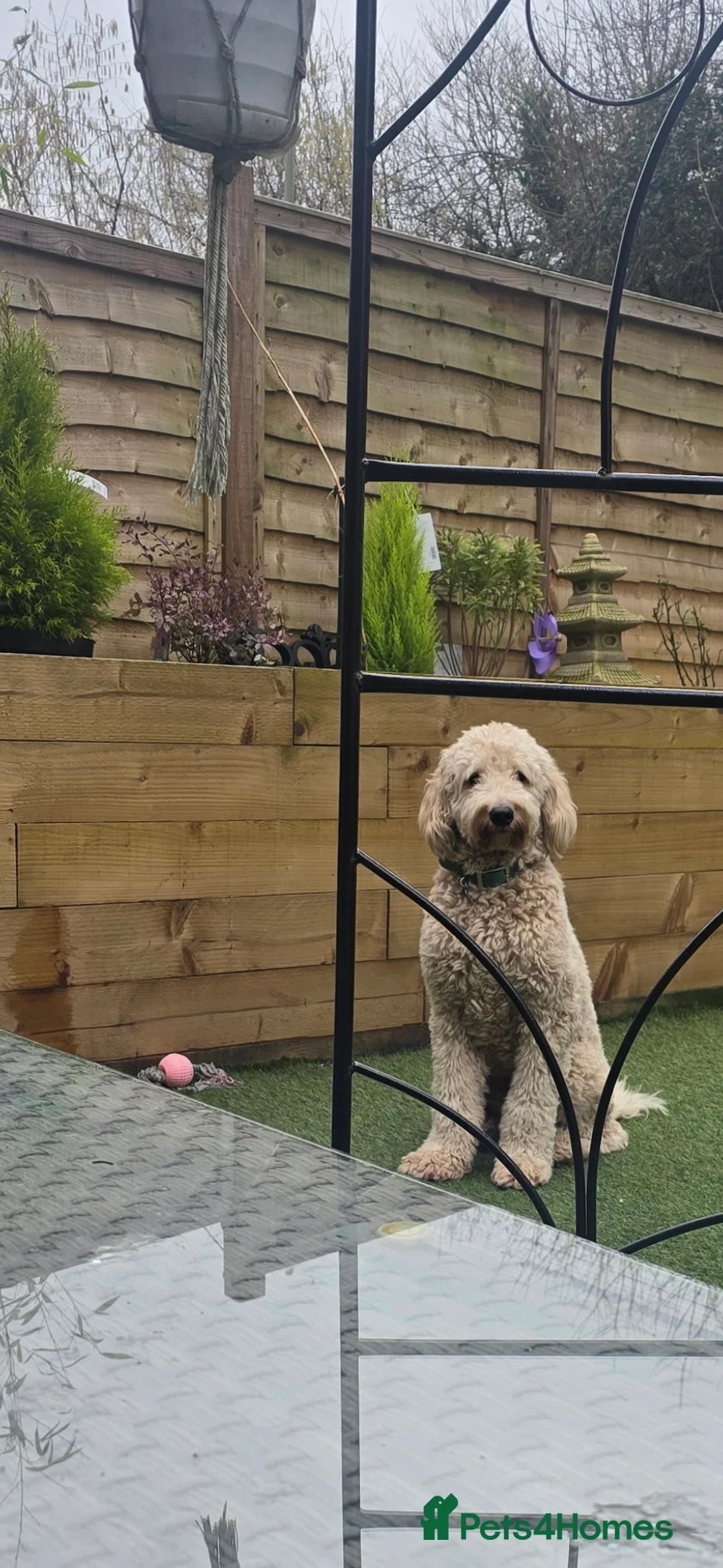 Labradoodle dogs for stud: Outstanding labradoodle stud  in Havant - Advert 7