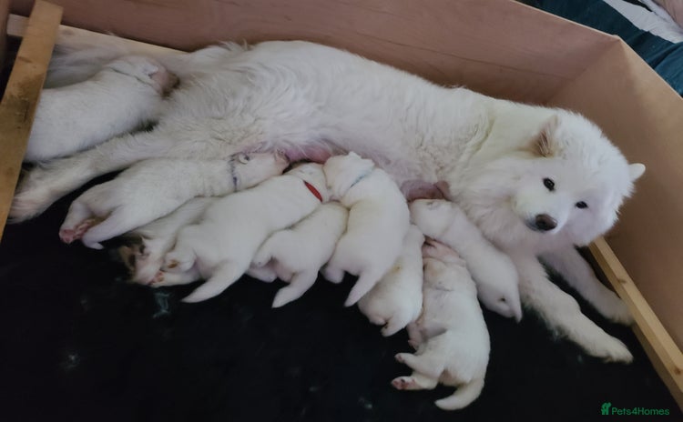 Samoyed dogs - Advert 1