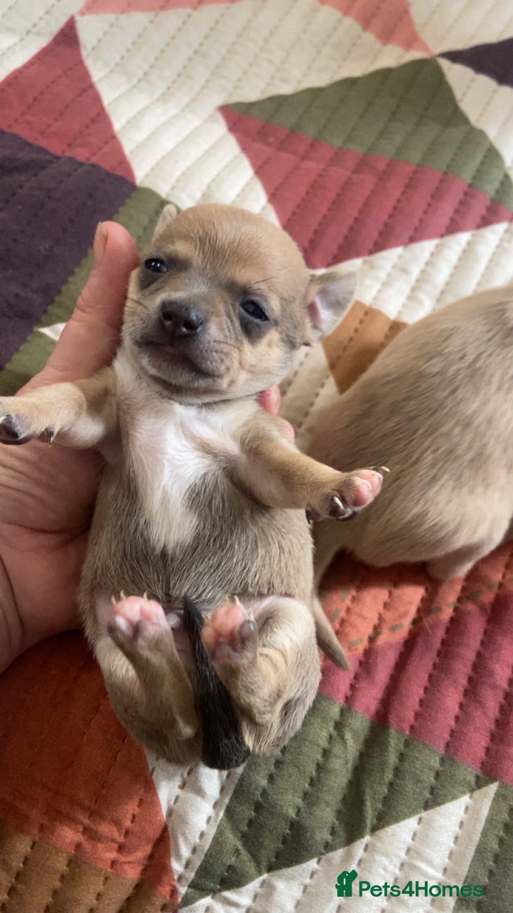 Chihuahua dogs 3 beautiful Chihuahua puppies  - Advert 1