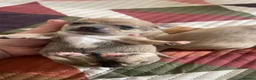 Chihuahua dogs for sale: 3 beautiful Chihuahua puppies  - Advert 1