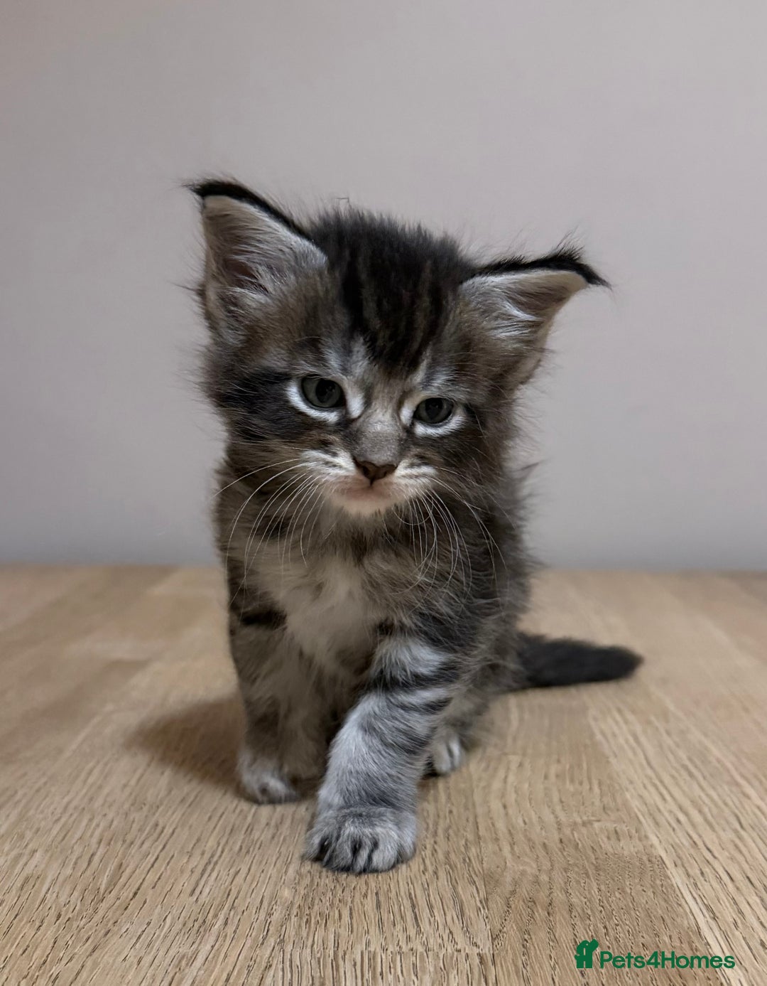 Maine Coon cats for sale: Stunning Maine Coon cross kittens - Advert 4