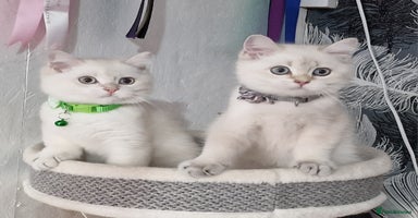 British Shorthair cats - Advert 3