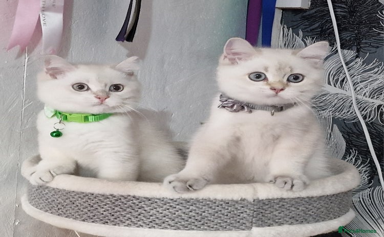 British Shorthair cats - Advert 9