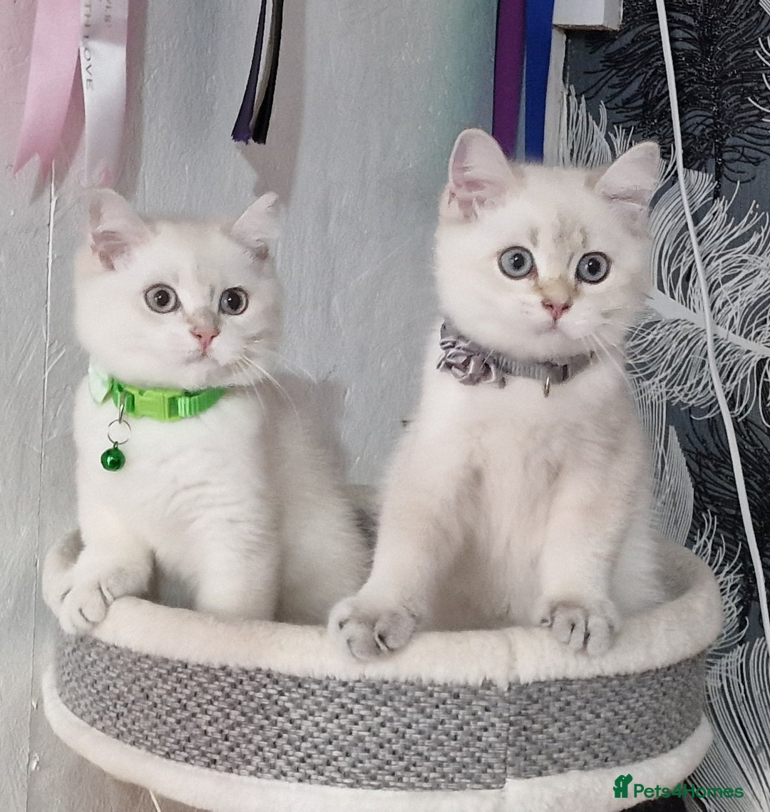 British Shorthair cats for sale: British shorthair kittens Champion parents  - Image 6
