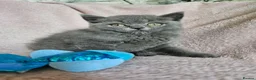 British Shorthair cats for sale: TICA BLUE AND BLUE GOLDEN FEMALES - Advert 6