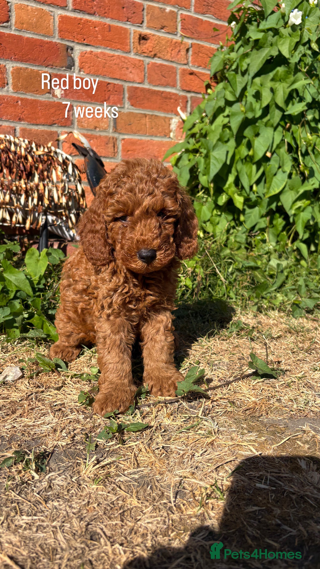 Cockapoo dogs Beautiful All Fox Red F1BB Cockapoo Puppies  - Advert 2