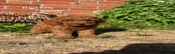 Cockapoo dogs for sale:  All puppies now rehomed 🐾🐾🐾 - Advert 17