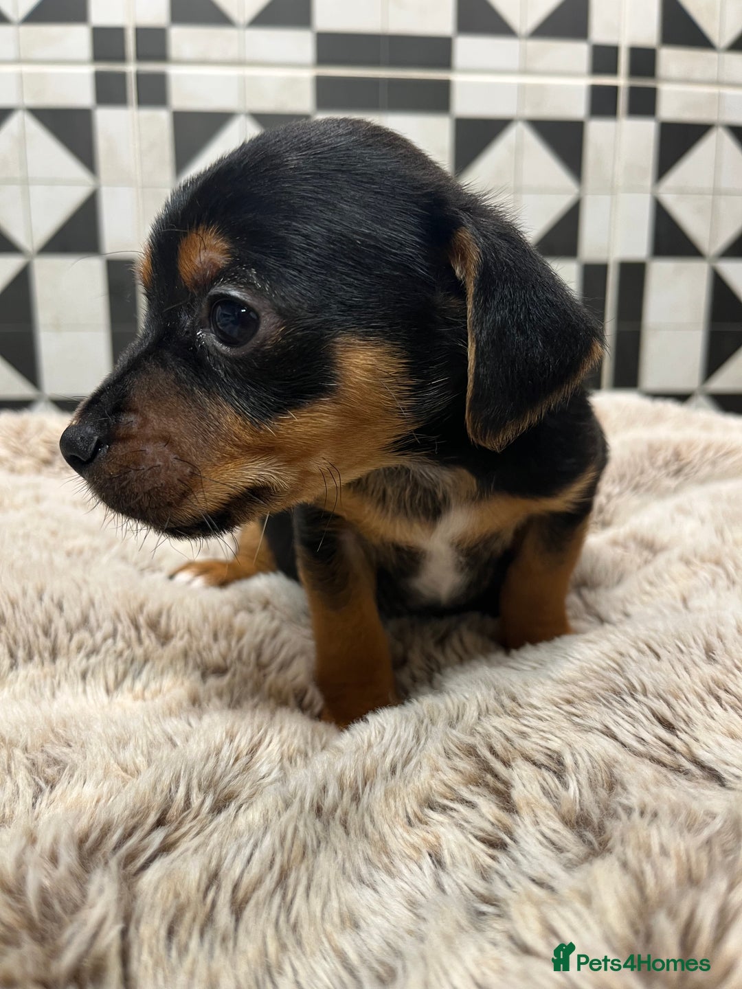 Mixed Breed dogs for sale: Cockerjacks - Advert 5