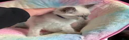 Ragdoll cats for sale: Stunning ragdoll kittens for sale.  - Advert 12