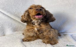 Cocker Spaniel dogs for sale: Show type cocker spaniels  - Image 24