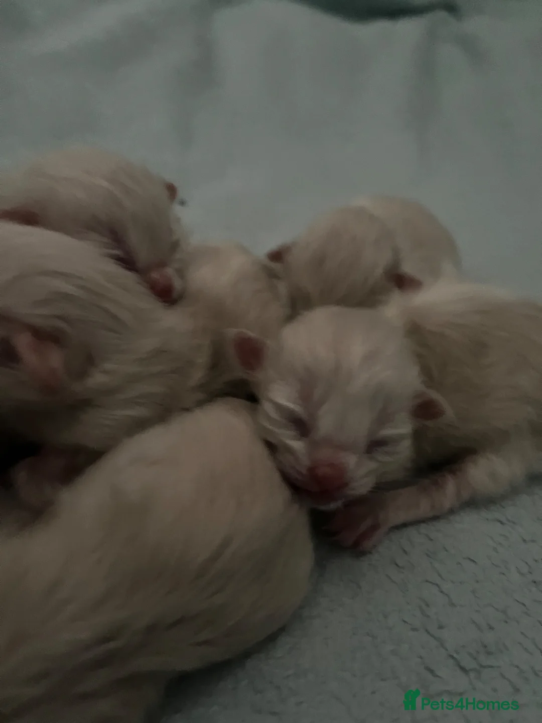 Ragdoll cats for sale: Beautiful Ragdoll Kittens - Advert 31
