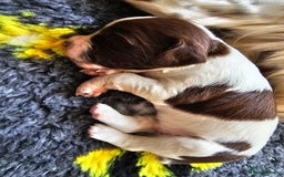 English Springer Spaniel dogs for sale: Top-Quality Working Springer Spaniel Puppies  - Image 6