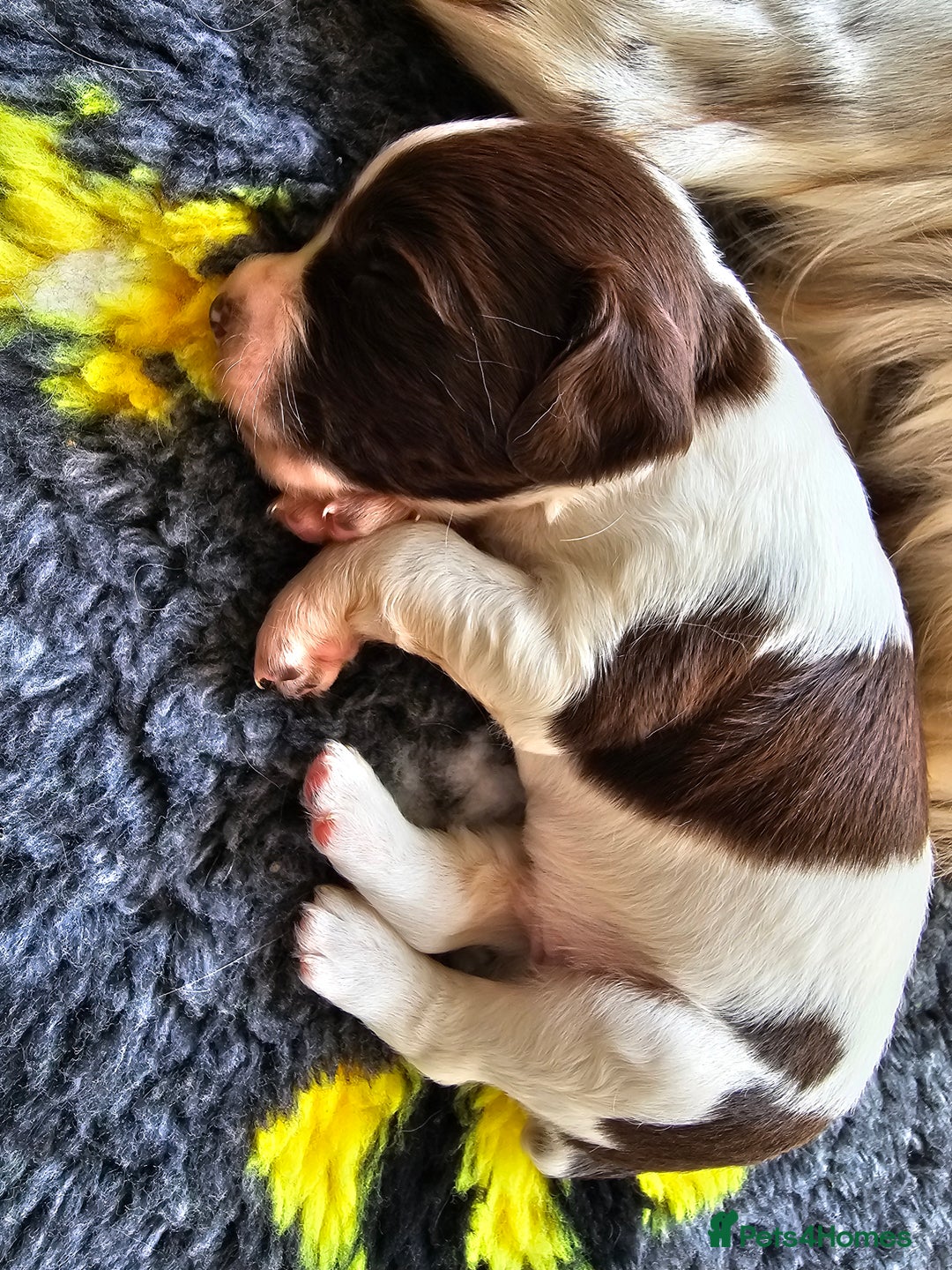 English Springer Spaniel dogs for sale: Top-Quality Working Springer Spaniel Puppies  - Image 6