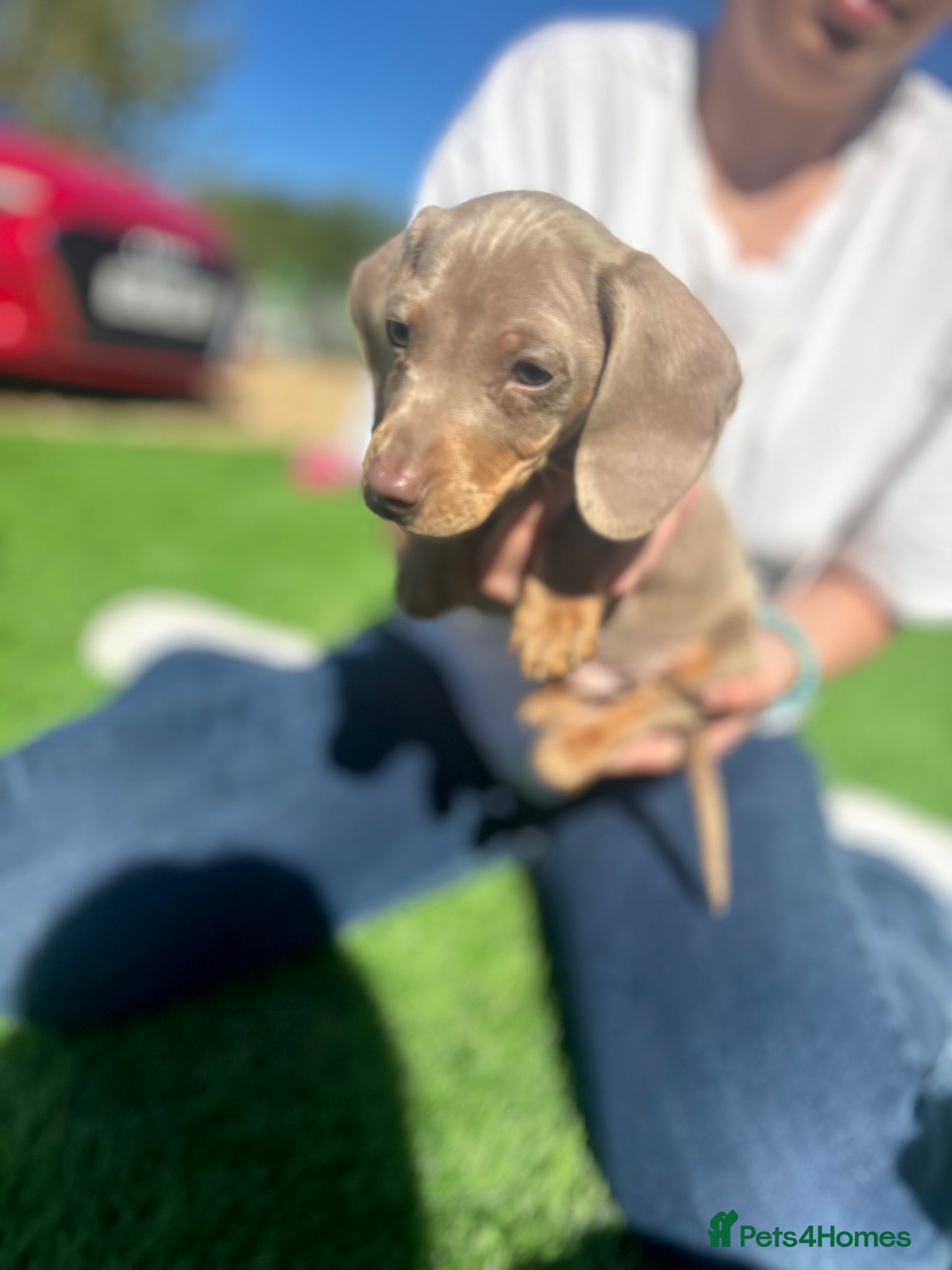 Miniature Dachshund dogs true tiny dachshunds! - Advert 7