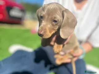 Miniature Dachshund dogs true tiny dachshunds! - Advert 7