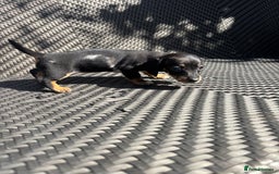 Dachshund dogs for sale: Dachshund Puppies  - Image 11