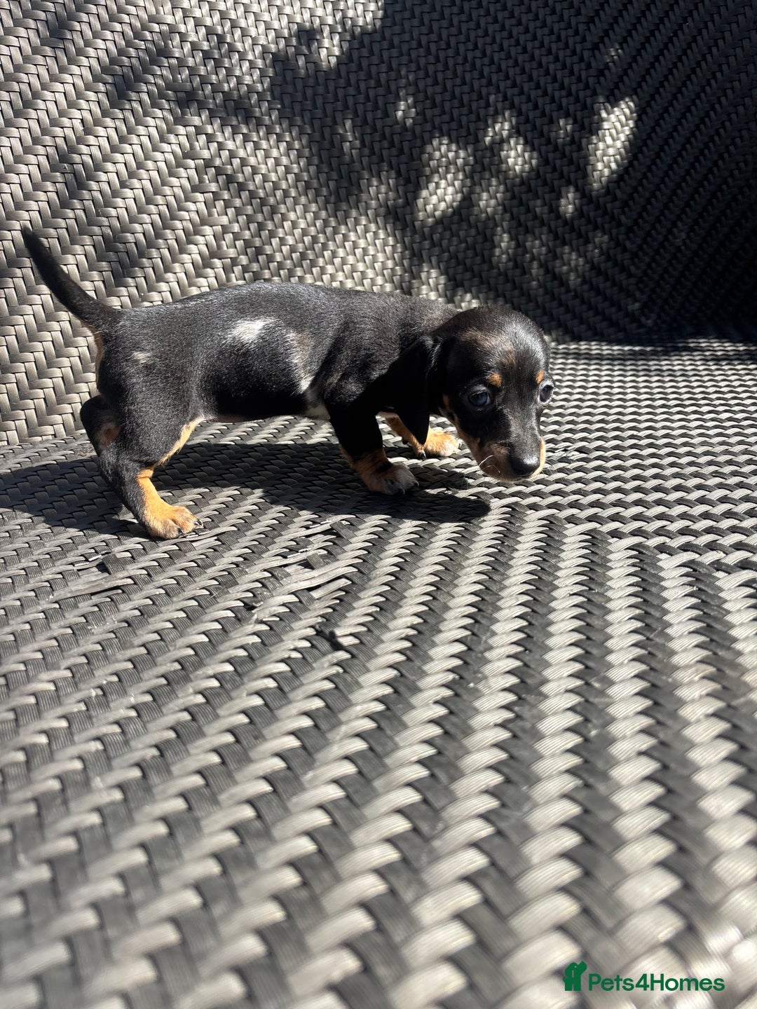 Dachshund dogs for sale: Dachshund Puppies  - Image 11