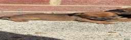 Lakeland Terrier dogs for sale: Lakeland terriers  - Advert 6