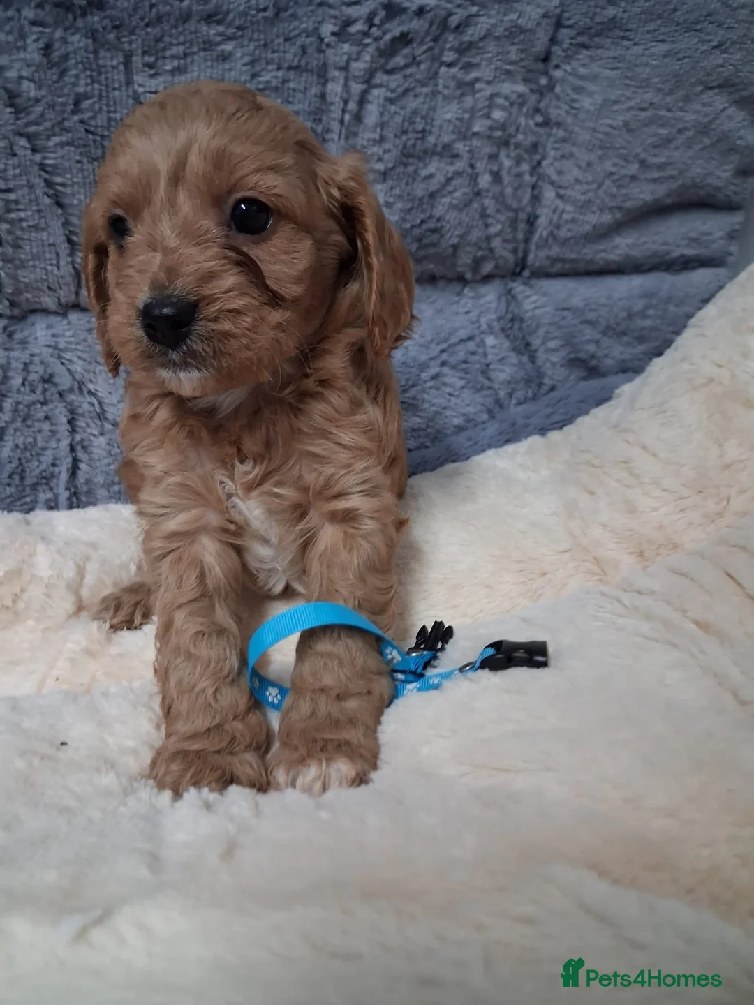 Cavapoo dogs for sale: Cavapoo Puppy Mix Litter For sale in Ringwood - Advert 2