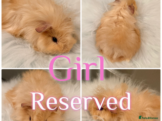 Guinea Pig rodents Baby Guinea Pig For Sale 1 Boy Left - Advert 4