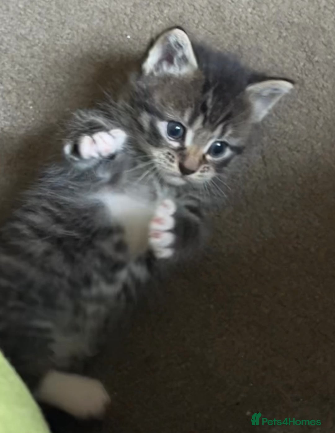 Mixed Breed cats for sale: 6 beautiful kittens for sale (one left)  - Advert 13