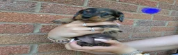 Dachshund dogs for sale: Miniature wire dachshund puppies - Advert 15