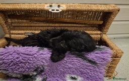 Cockapoo dogs for sale: Cockapoo pups - Advert 9