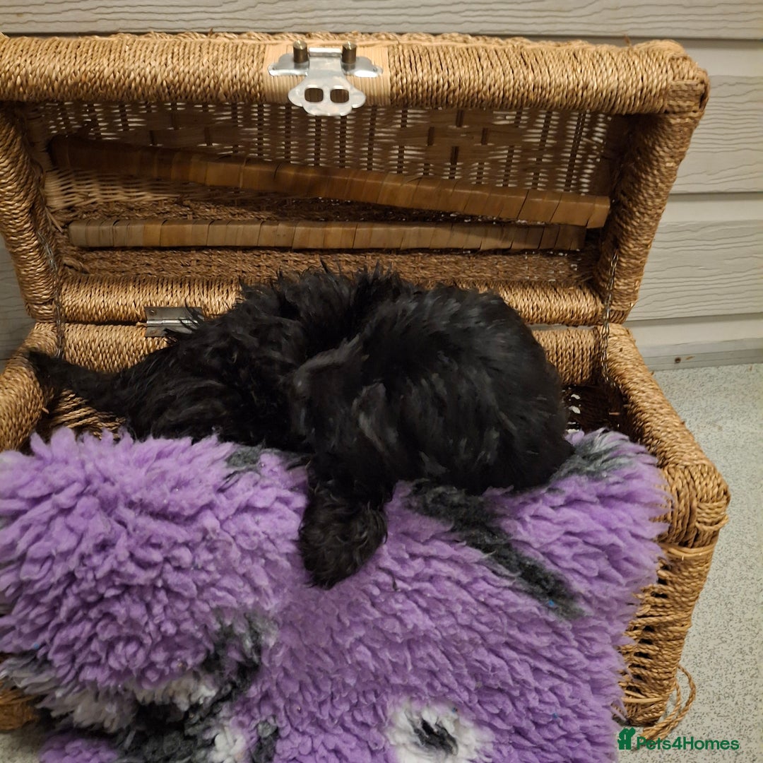 Cockapoo dogs for sale: Cockapoo pups - Advert 9