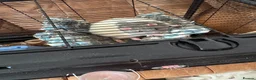 Rat rodents for sale: 2 Male rats - Advert 3