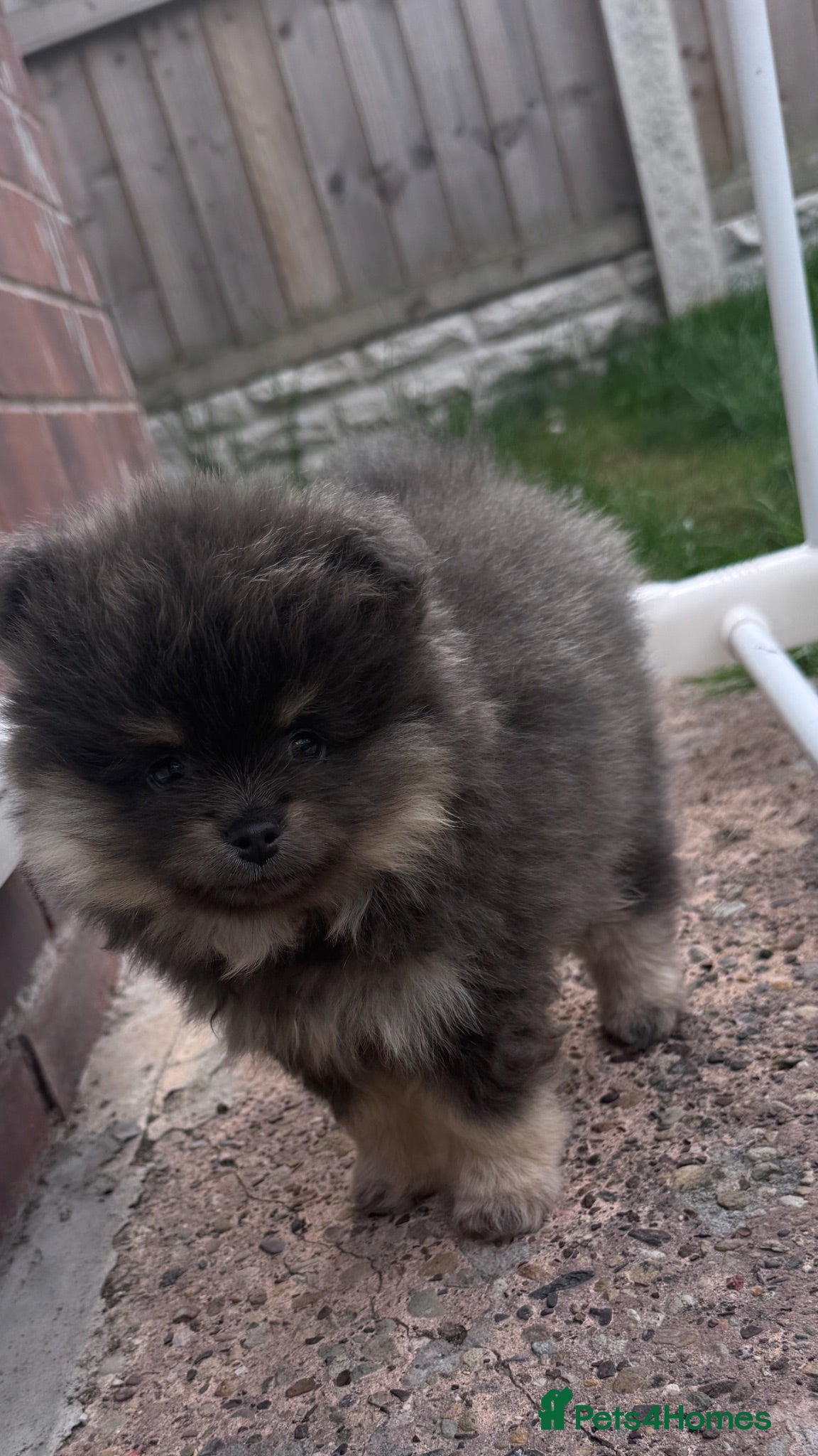 Pomeranian dogs Toy Pomeranian pup (male💙)  - Advert 6