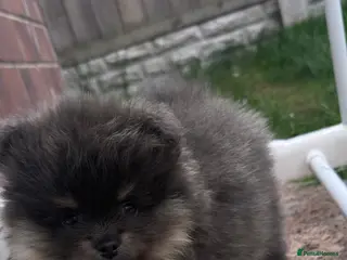 Pomeranian dogs Toy Pomeranian pup (male💙) - Advert 6