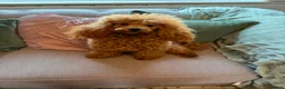 Cockapoo dogs for sale: Beautiful cockerpoo pups in Dorchester - Advert 11