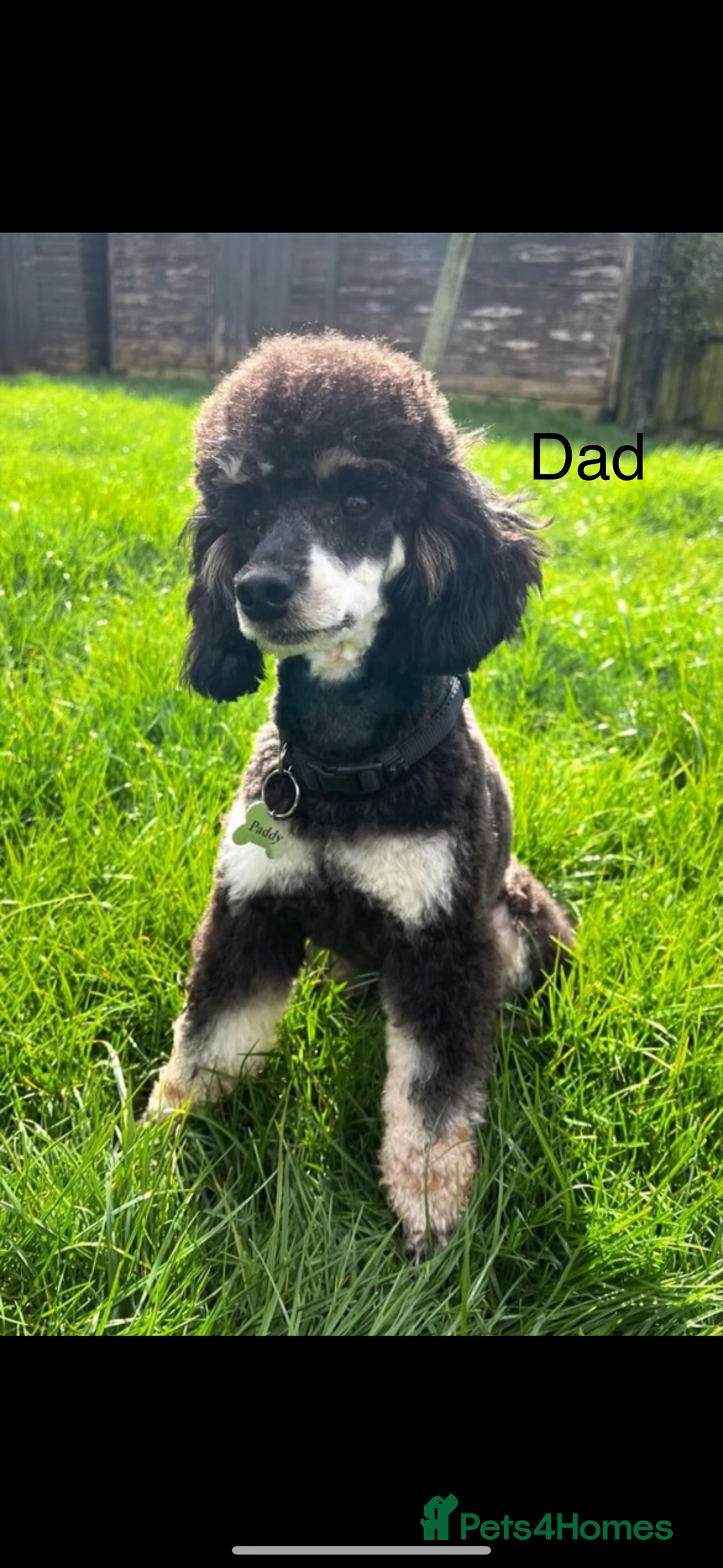 Toy Poodle dogs for sale: One Kc phantom toy poodle left- ready now!  - Advert 9