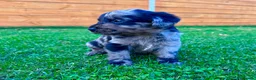 Labradoodle dogs for sale: F1 Labradoodle Merle Babies 🐾🐾🐾 - Advert 24