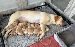 Labrador Retriever dogs for sale: Beautiful Labrador Puppies  - Image 5
