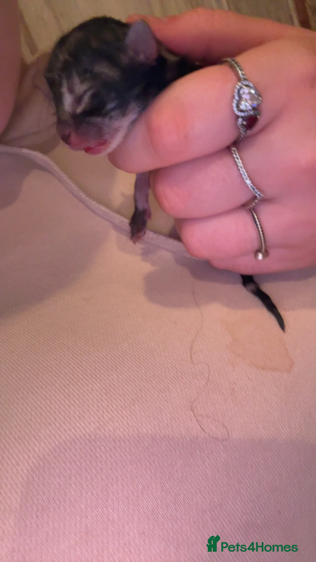 Maine Coon cats for sale: 2 part Maine coon cats  - Advert 2