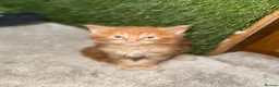 Maine Coon cats for sale: Beautiful Baby Maine Coon Kittens - Advert 8