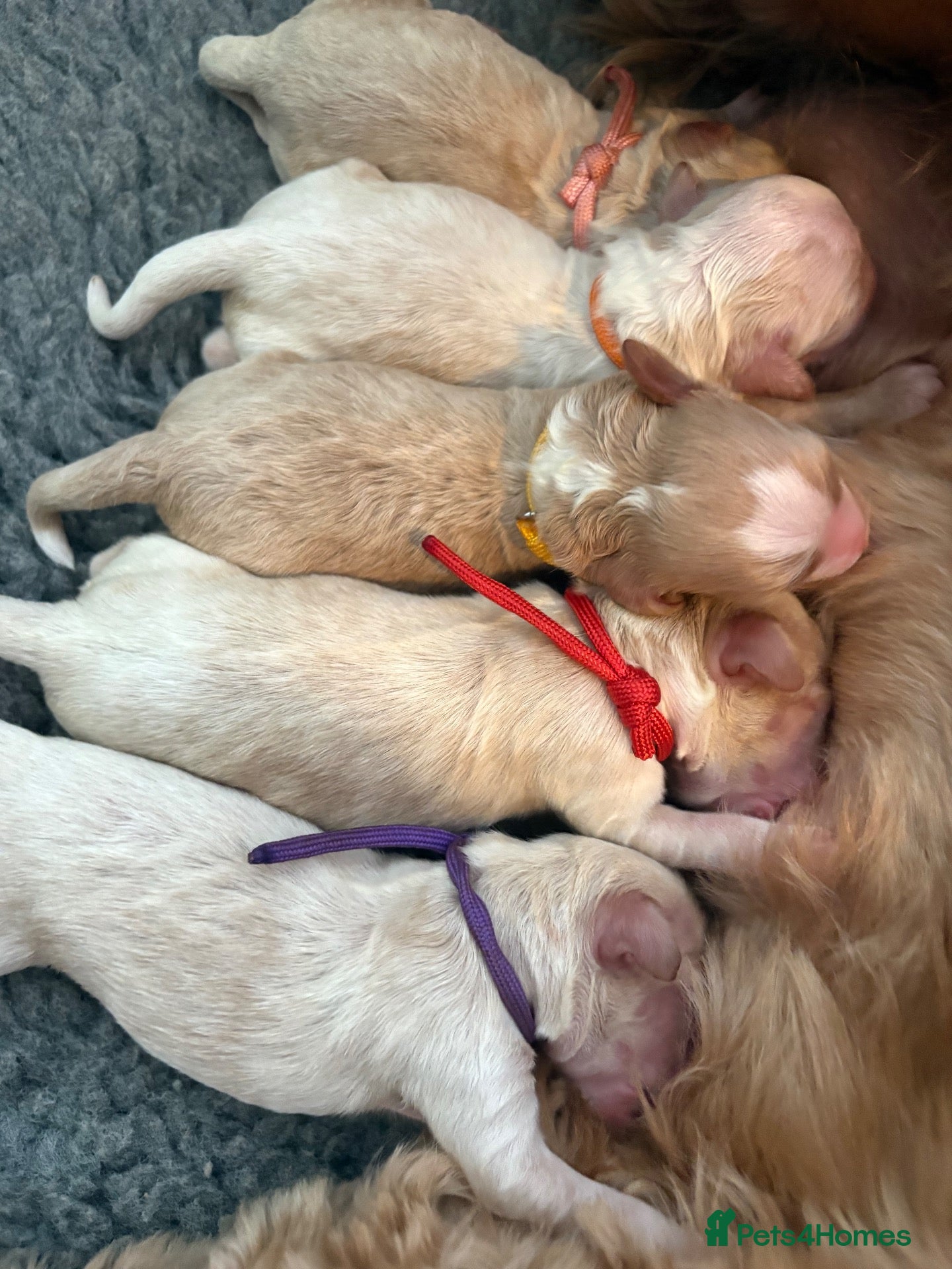 Australian Labradoodle dogs Multigen Australian Labradoodle - Advert 1