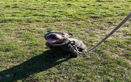 Staffordshire Bull Terrier dogs for sale: Rein X Pharron Bullsaff puppies - Image 6