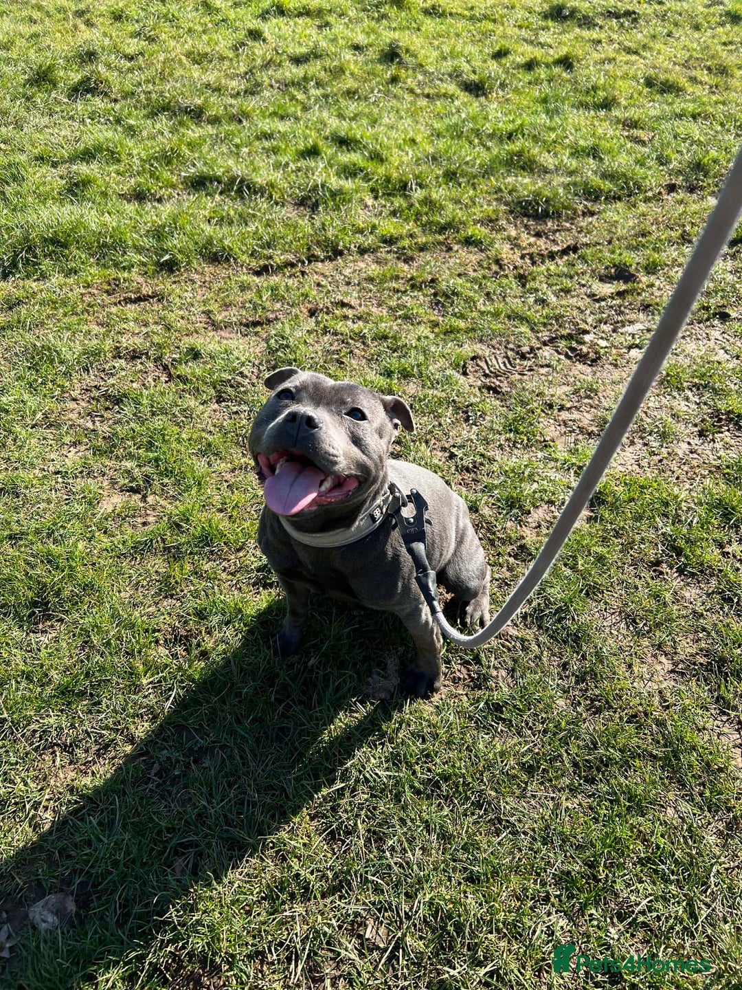 Staffordshire Bull Terrier dogs for sale: Rein X Pharron Bullsaff puppies - Image 6