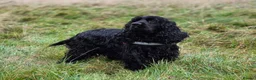 Cocker Spaniel dogs for sale: Show Cocker Spaniel K.C. Registered - Advert 10