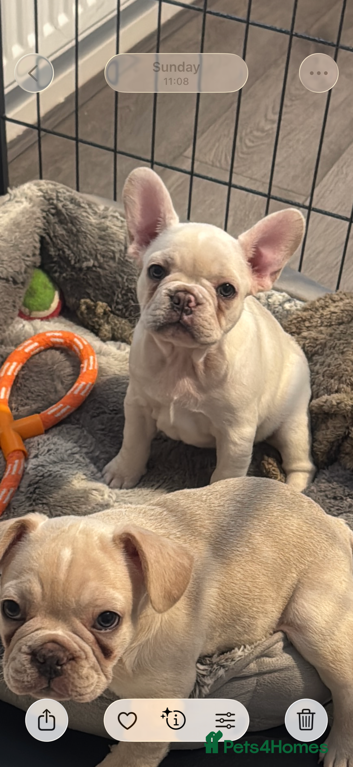 French Bulldog dogs One girl available 🥰 ready now  - Advert 8