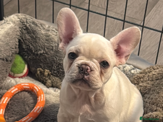French Bulldog dogs One girl available 🥰 ready now - Advert 18