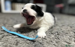 Mixed Breed dogs for sale: 6 beautiful Shih Tzu/Pomerianian puppies !  - Image 15