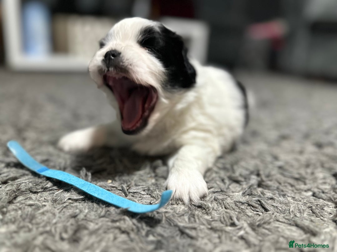 Mixed Breed dogs for sale: 6 beautiful Shih Tzu/Pomerianian puppies !  - Image 15