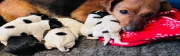 Jack Russell dogs for sale: Jack Russell Puppies for sale - Advert 6