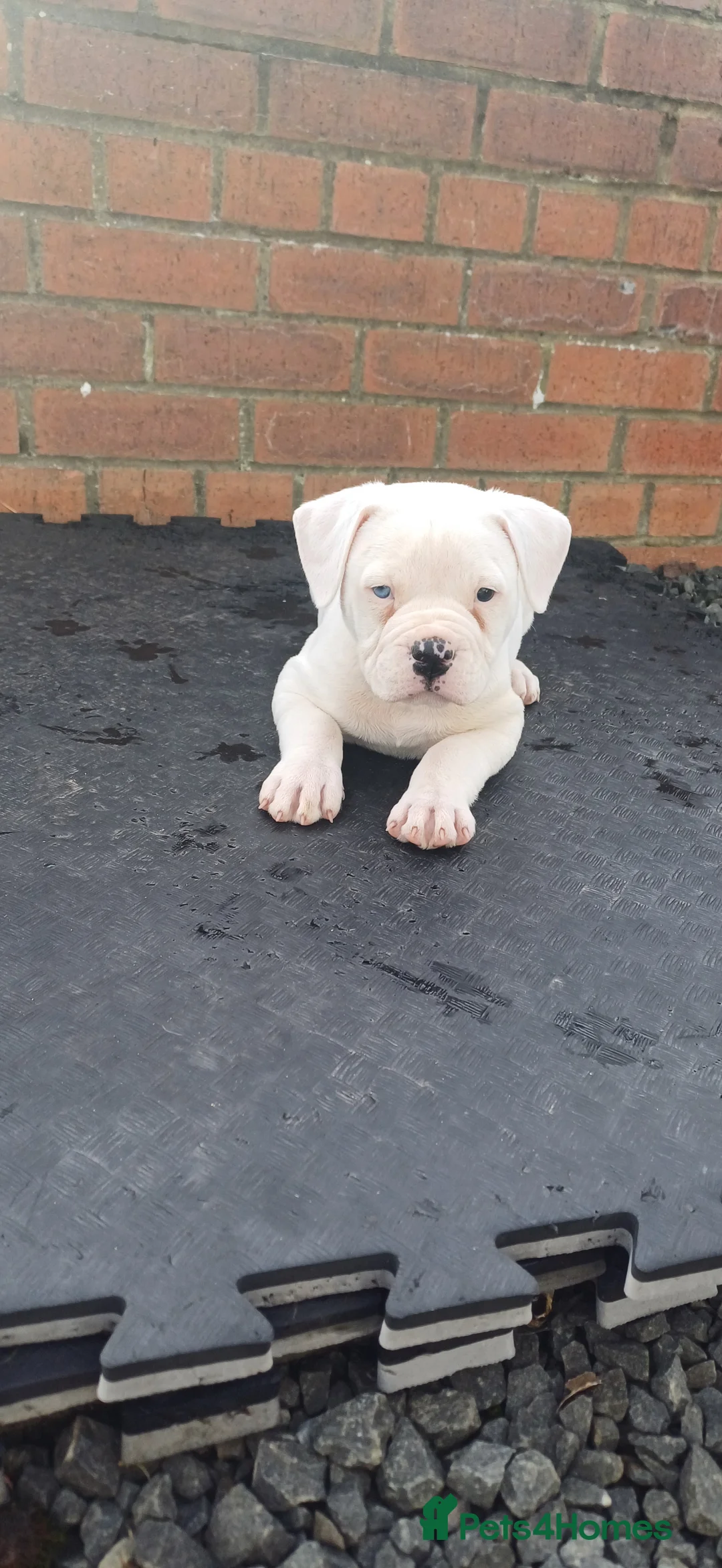 American Bulldog dogs for sale: American Bulldog pup - Advert 2